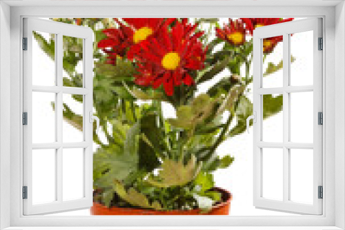 Fototapeta Naklejka Na Ścianę Okno 3D - Chrysanthemum Flowers