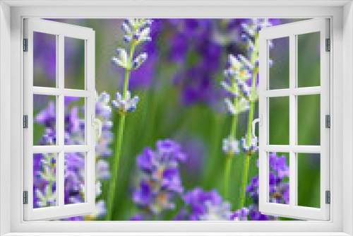 Fototapeta Naklejka Na Ścianę Okno 3D - blaue Hyazinthe