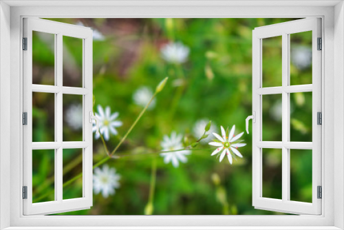 Fototapeta Naklejka Na Ścianę Okno 3D - Summer white wildflowers and green plants on meadow in sunlight.