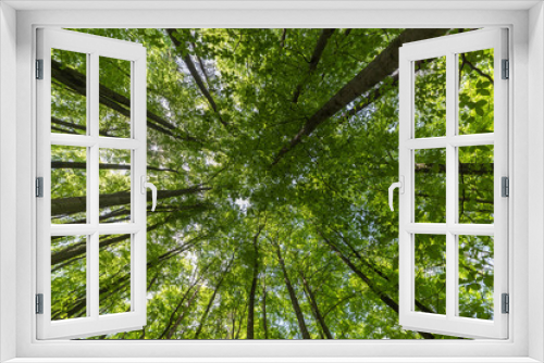 Fototapeta Naklejka Na Ścianę Okno 3D - wide angle view in forest