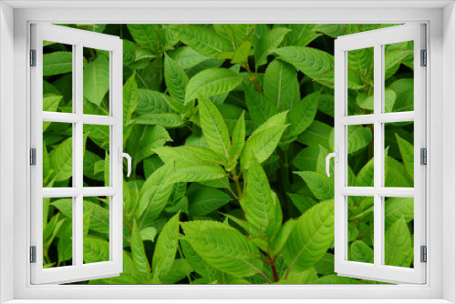 Fototapeta Naklejka Na Ścianę Okno 3D - green leaves top view background texture