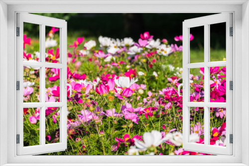 Fototapeta Naklejka Na Ścianę Okno 3D - Uplifting colorful Cosmos flowers under the cheerful sunlight. Popular decorative plant for landscaping of public and private recr. Floriculture, happiness.