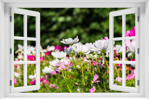 Fototapeta Naklejka Na Ścianę Okno 3D - Uplifting colorful Cosmos flowers under the cheerful sunlight. Popular decorative plant for landscaping of public and private recr. Floriculture, happiness.