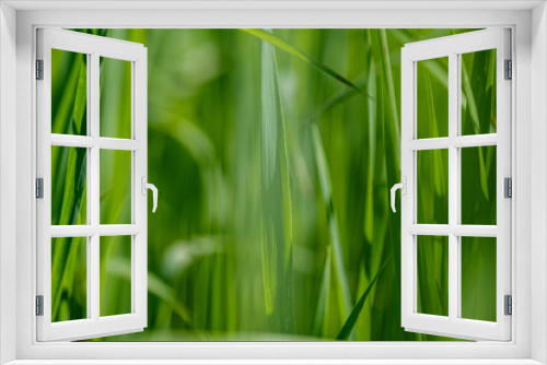 Fototapeta Naklejka Na Ścianę Okno 3D - green grass in meadow pasture with blur effect