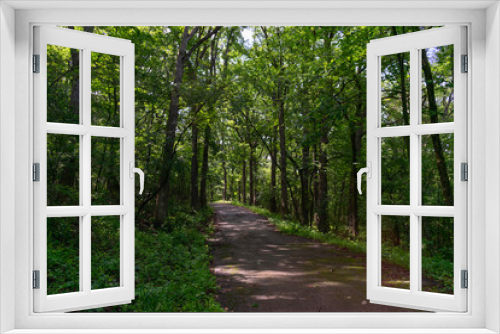 Fototapeta Naklejka Na Ścianę Okno 3D - Shaded Forest Trail with Lush Green Plants and Trees at Red Gate Woods in Suburban Chicago