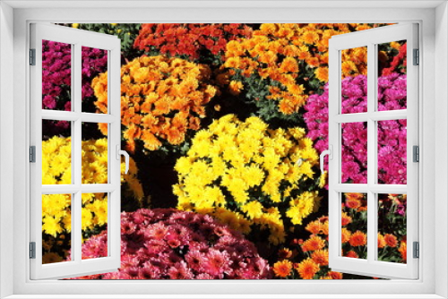 Fototapeta Naklejka Na Ścianę Okno 3D - Colourful Chrysanthemums