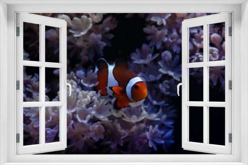 Fototapeta Naklejka Na Ścianę Okno 3D - Nice sea scape aquarium with anemones and clown Amphiprion fish