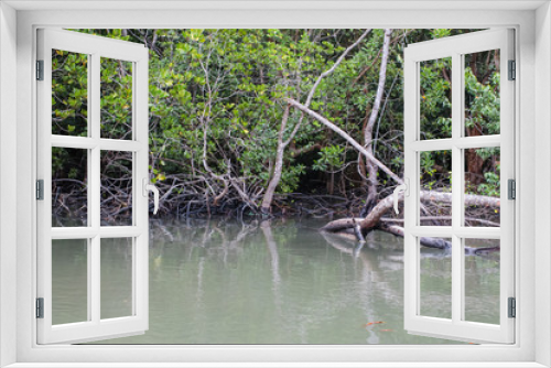 Fototapeta Naklejka Na Ścianę Okno 3D - Forest of Mangroves in Tung Prong Thong or Golden Mangrove Field at Estuary Pra Sae, Rayong, Thailand