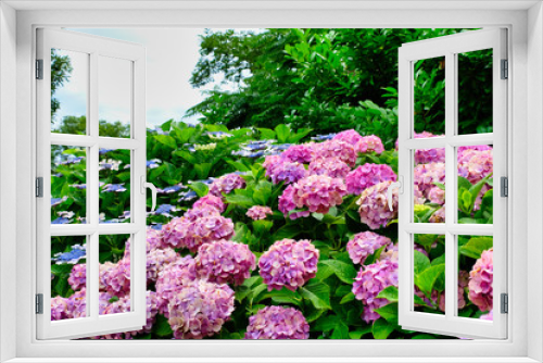 Fototapeta Naklejka Na Ścianę Okno 3D - purple hydrangea flowers in the garden