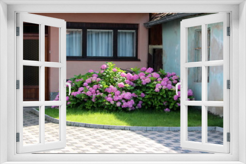 Fototapeta Naklejka Na Ścianę Okno 3D - Large Hydrangea or Hortensia garden shrub full of open blooming pink flowers with pointy petals densely planted next to family house driveway surrounded with house walls and stone tiles on warm sunny 