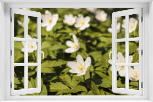 Fototapeta Naklejka Na Ścianę Okno 3D - Outdoor flowers