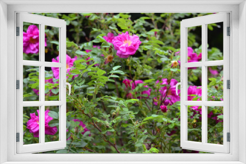 Fototapeta Naklejka Na Ścianę Okno 3D - flowers in garden
