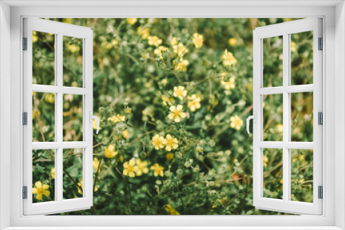 Fototapeta Naklejka Na Ścianę Okno 3D - field of yellow wild flowers