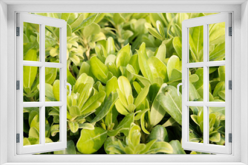 Fototapeta Naklejka Na Ścianę Okno 3D - Green leaves as background or texture. Tropical plants concept.
