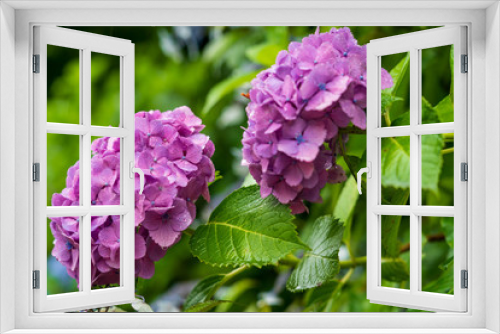 Fototapeta Naklejka Na Ścianę Okno 3D - 鎌倉の紫陽花