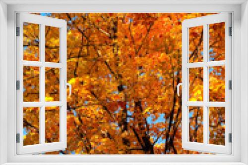 Fototapeta Naklejka Na Ścianę Okno 3D - Nature Abstract - Maple Tree in Fall Colors