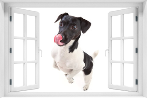 Fototapeta Naklejka Na Ścianę Okno 3D - Jack russell terrier