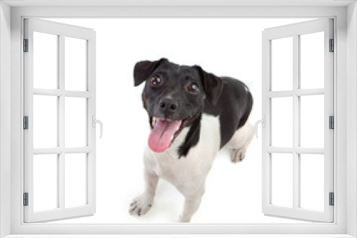 Fototapeta Naklejka Na Ścianę Okno 3D - Jack russell terrier