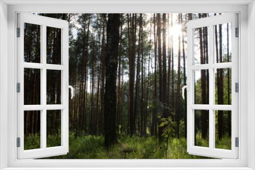 Fototapeta Naklejka Na Ścianę Okno 3D - Summer landscape in a pine forest