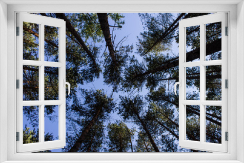 Fototapeta Naklejka Na Ścianę Okno 3D - Summer landscape with tall trunks of the pine trees on blue sky background