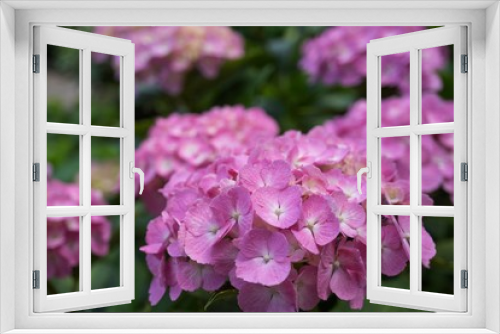 Fototapeta Naklejka Na Ścianę Okno 3D - 初夏の花ピンクのアジサイ／後ろのをぼかし手前の紫陽花をクローズアップ