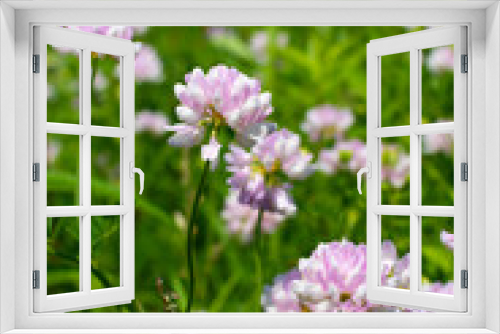 Fototapeta Naklejka Na Ścianę Okno 3D - Pink wildflowers