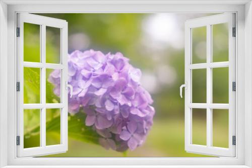 Fototapeta Naklejka Na Ścianę Okno 3D - アジサイの花（千葉県）