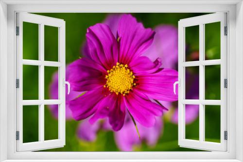 Fototapeta Naklejka Na Ścianę Okno 3D - Macro Flower