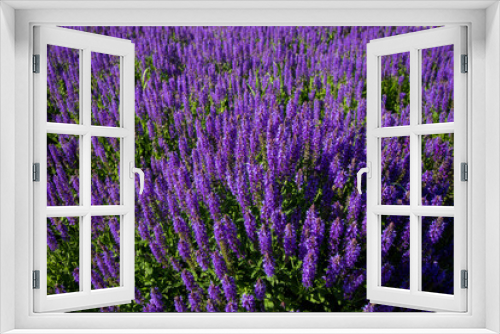 Fototapeta Naklejka Na Ścianę Okno 3D - Lavander flowers background