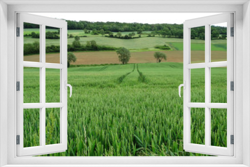 Fototapeta Naklejka Na Ścianę Okno 3D - Feld mit jungem noch grünen Weizen