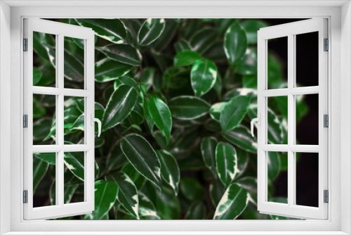 Fototapeta Naklejka Na Ścianę Okno 3D - Bright green leaves of home Benjamin flower