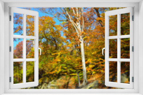 Fototapeta Naklejka Na Ścianę Okno 3D - Autumn and Trees in North America Parks...