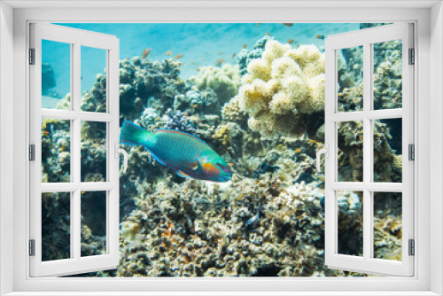 Fototapeta Naklejka Na Ścianę Okno 3D - Bullethead parrotfish. Colourful marine life in Red Sea, Egypt, Dahab.