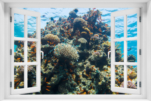 Fototapeta Naklejka Na Ścianę Okno 3D - Colourful marine life in Red Sea, Egypt, Dahab