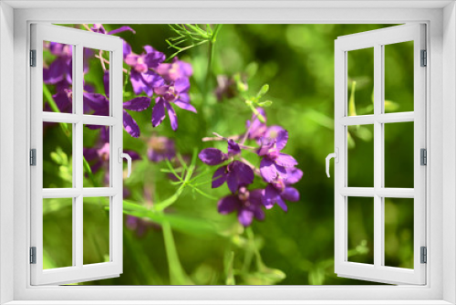 Fototapeta Naklejka Na Ścianę Okno 3D - Floral background.Purple flowers Epilobium angustifolium on a meadow in a sunny day. Side view, close-up, horizontal, free space on the right. Concept of design and nature.