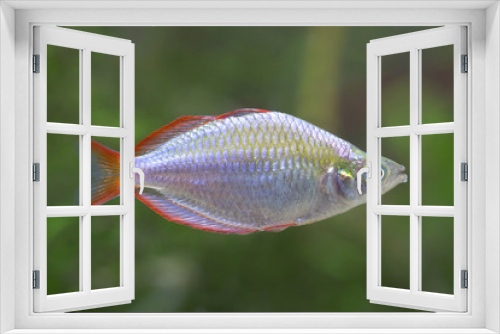 Fototapeta Naklejka Na Ścianę Okno 3D - Dwarf rainbowfish - Melanotaenia praecox