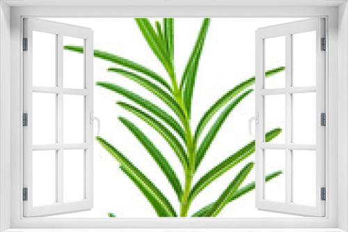 Fototapeta Naklejka Na Ścianę Okno 3D - Close up of Rosemary plant