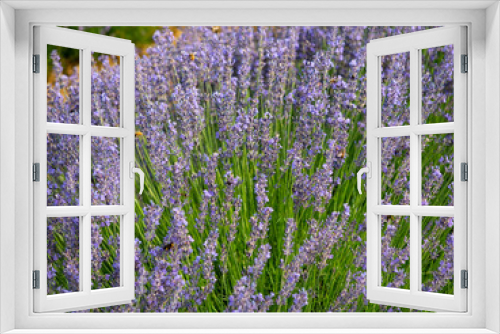 Fototapeta Naklejka Na Ścianę Okno 3D - Flowering of the lavender flower