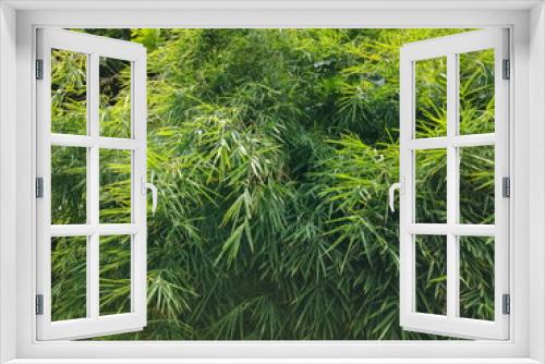 Fototapeta Naklejka Na Ścianę Okno 3D - Green Leaves Texture of Bamboo Plant, Green nature background.