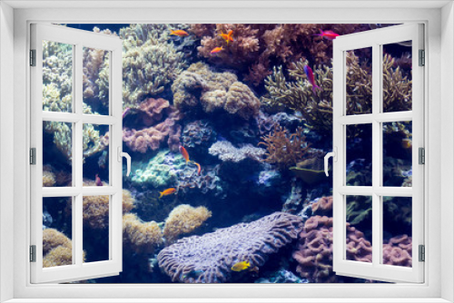 Fototapeta Naklejka Na Ścianę Okno 3D - Saltwater coral reef aquarium 