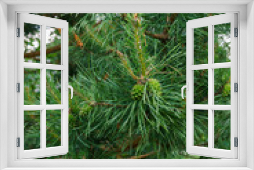 Fototapeta Naklejka Na Ścianę Okno 3D - Young green bump on a beautiful pine branch.