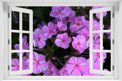 Fototapeta Naklejka Na Ścianę Okno 3D - flowers Hemerocallis 'Frans Нals'