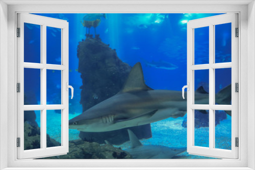 Fototapeta Naklejka Na Ścianę Okno 3D - Shark posing in the deep blue water