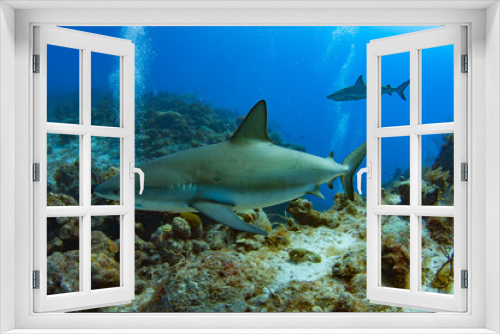 Fototapeta Naklejka Na Ścianę Okno 3D - Caribbean Reef Sharks on the prowl for a meal in the Turks and Caicos Islands.