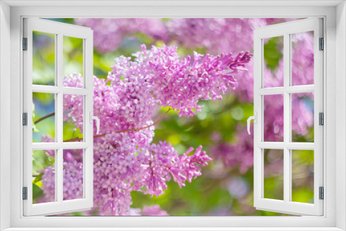 Fototapeta Naklejka Na Ścianę Okno 3D - Blooming purple lilac closeup. The concept of beautiful summer flowering, natural beauty. Springtime and summer. Space for text, floral background.