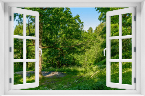 Fototapeta Naklejka Na Ścianę Okno 3D - Old trees in the Park, preserved from the estate Ryabovo.