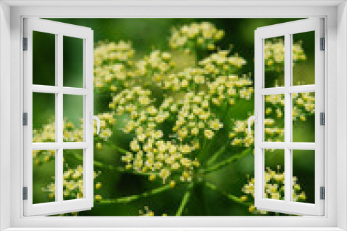 Fototapeta Naklejka Na Ścianę Okno 3D - inflorescence of parsley flowering in a sunny day