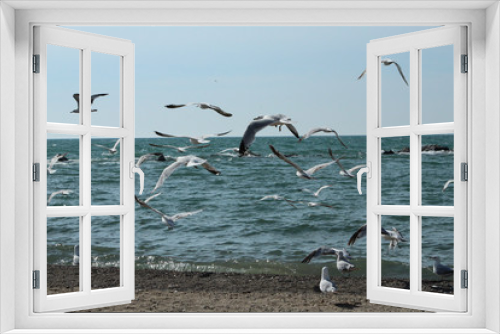 Fototapeta Naklejka Na Ścianę Okno 3D - A colony of seagulls take wing on the shores of Lake Michigan on a warm spring morning.