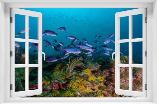 Fototapeta Naklejka Na Ścianę Okno 3D - Schools of Creole Wrasse in the beautiful coral and blue waters of the Caribbean off the island of Grenada.
