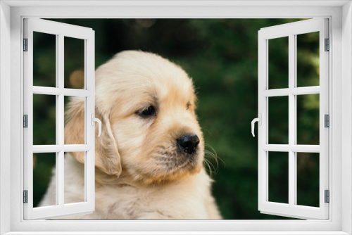 Fototapeta Naklejka Na Ścianę Okno 3D - Golden Retriever puppy closeup outdoors portrait, one month old.